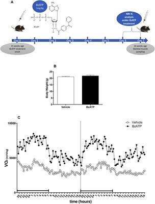 Stimulation of P2X7 Enhances Whole Body Energy Metabolism in Mice